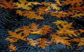 Картинка вода, листья, круги, осень