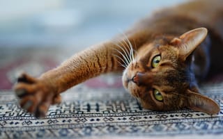 Картинка кошка, кот, морда, релакс, лапы, взгляд, ковер, поза