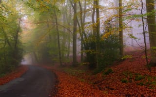 Картинка дорога, осень, лес, шоссе, листва, природа, парк