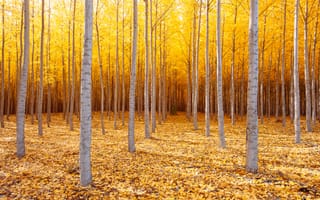 Картинка природа, осень, Октябрь, деревья, восточный Орегон, США