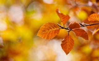 Картинка Листья, осень, желтые, макро, боке, ветка, природа, оранжевые