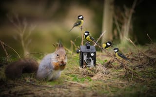 Картинка белка, tits, природа, squirrel, nut, синицы, птицы, ситуация, орех, birds, фотоаппарат, трава, HD, nature, photo, лес, камера, грызет, camera, situation