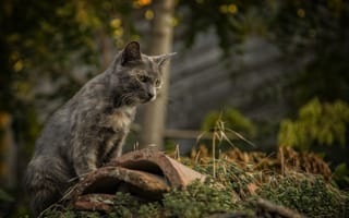 Картинка кошки, cats, cute cats, Kide Fotoart, Nessebar, Bulgaria