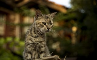Картинка cats, Kide fotoart, cute cats, Nessebar, Bulgaria