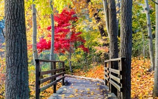 Картинка nature, осень, walk, листья, leaves, forest, colors, path, лес, autumn, trees, colorful, парк, park, fall, дорога, road, деревья, природа