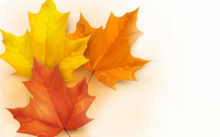 Картинка листья, вектор, осень, клен, блик