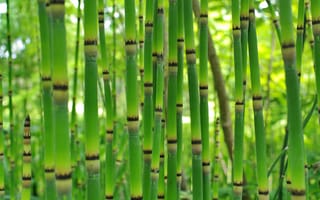 Картинка бамбук, заросли, растение
