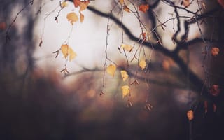 Картинка осень, листва, дерево, ветки, Ноябрь