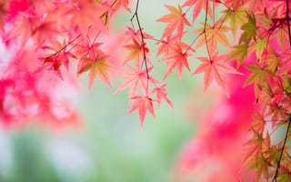 Картинка ветка, клен, листья, багрянец, осень