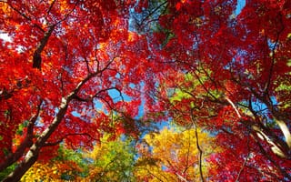 Картинка небо, осень, листья, деревья, крона, багрянец