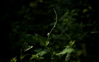 Картинка summer solitude, растение, вверх