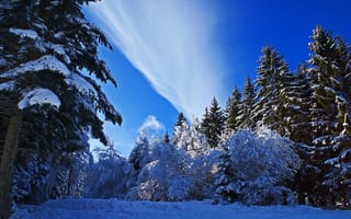 Картинка зима, снег, ель, деревья, природа