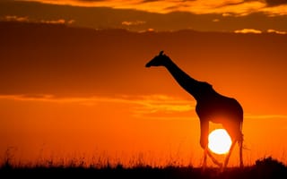 Картинка жираф, закат, солнце, саванна, Африка, природа