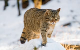 Картинка зима, кот, лесной, дикий кот, дикая, лесной кот, снег, европейский