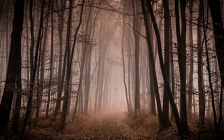 Картинка осень, лес, туман, деревья, дорожка, ветки, аллея, ствол