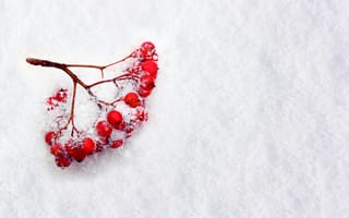 Картинка зима, снег, ягоды, ветка, рябина
