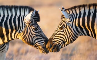 Картинка Африка, зебры, свет, две