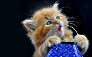 Картинка Котёнок, пушистый, чёрный, рыжий, полосатый