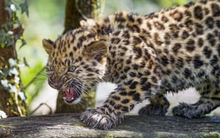 Картинка леопард, ©Tambako The Jaguar, бревно, кошка, рычит, детёныш, котёнок, амурский