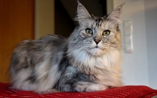 Картинка кошка, кот, уют, морда, серый, взгляд, поза