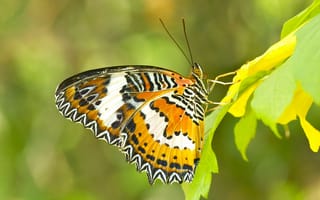 Картинка насекомое, бабочка, крылья, природа, листья