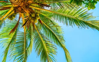 Обои лето, пальмы, солнце, tropical, beach, palms, summer, paradise, небо