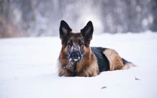 Картинка друг, собака, снег
