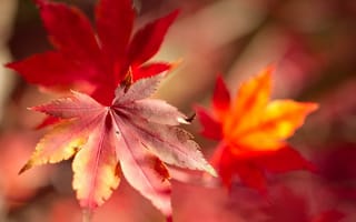 Картинка клен, осень, макро, листья