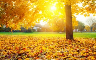 Картинка осень, лужайка, лучи солнца, желтые, листья, дерево, трава