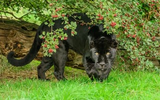 Картинка чёрный ягуар, морда, дикая кошка, хищник, мощь, листва, зелень, ягоды, лето, зоопарк