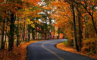 Картинка осень, деревья, листья, дорога, природа