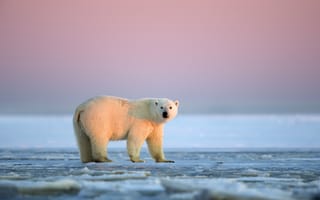 Картинка Белая медведица, закат, Аляска, Национальный Арктический заповедник, ледяная пустыня