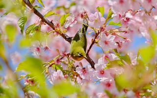 Картинка цветы, ветки, природа, красота, птица, яркие, зеленый