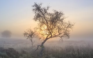 Картинка утро, дерево, туман, природа