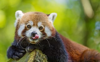 Обои красная панда, малая панда, морда, firefox, язык, взгляд, ©Tambako The Jaguar