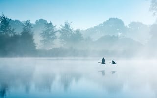 Картинка туман, гуси, Нидерланды, утро, птицы, лебеди, Сентябрь, осень, озеро
