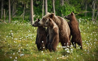 Картинка лес, медвежата, медведица, стойка, поляна, медведи