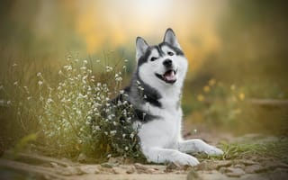 Картинка цветы, собака, боке, Хаски