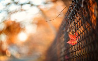 Картинка осень, небо, ветки, листья, свет, природа, настроение