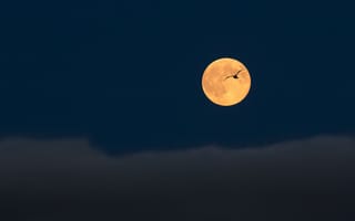 Картинка Ночь, птица, полнолуние, полет, небо, луна, тучи