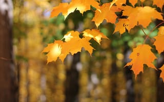 Картинка осень, листья, деревья, желтый, ветки, свет, оранжевый, природа