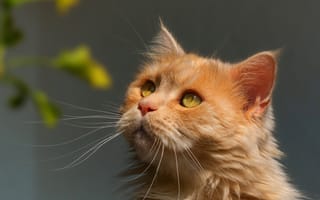 Картинка кошка, кот, взгляд, листья, портрет, морда, серый