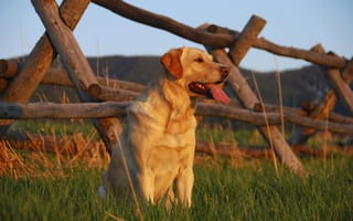 Обои пес, забор, собака, поле, трава, взгляд