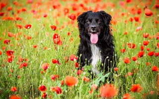 Обои поле, собака, цветы, поза, язык, маки, морда, черная, сидит, портрет, взгляд, позитив, красные, прогулка, лето, природа