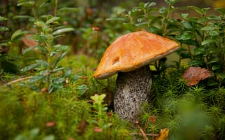 Картинка гриб, лес, природа