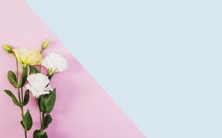 Картинка цветы, эустома, букет