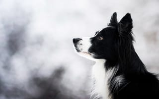 Картинка зима, морда, взгляд, портрет, профиль, природа, черная, боке, собака, бордер-колли, светлый