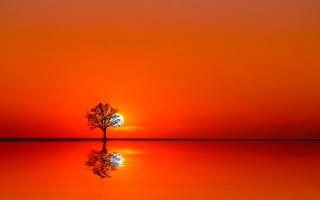 Картинка дерево, закат, солнце, вода