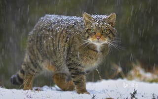 Картинка европейский лесной кот, Шотландия, снег, кошка, природа