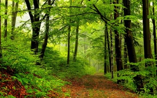 Обои nature, природа, дорога, park, walk, парк, trees, весна, path, деревья, лес, spring, road, forest